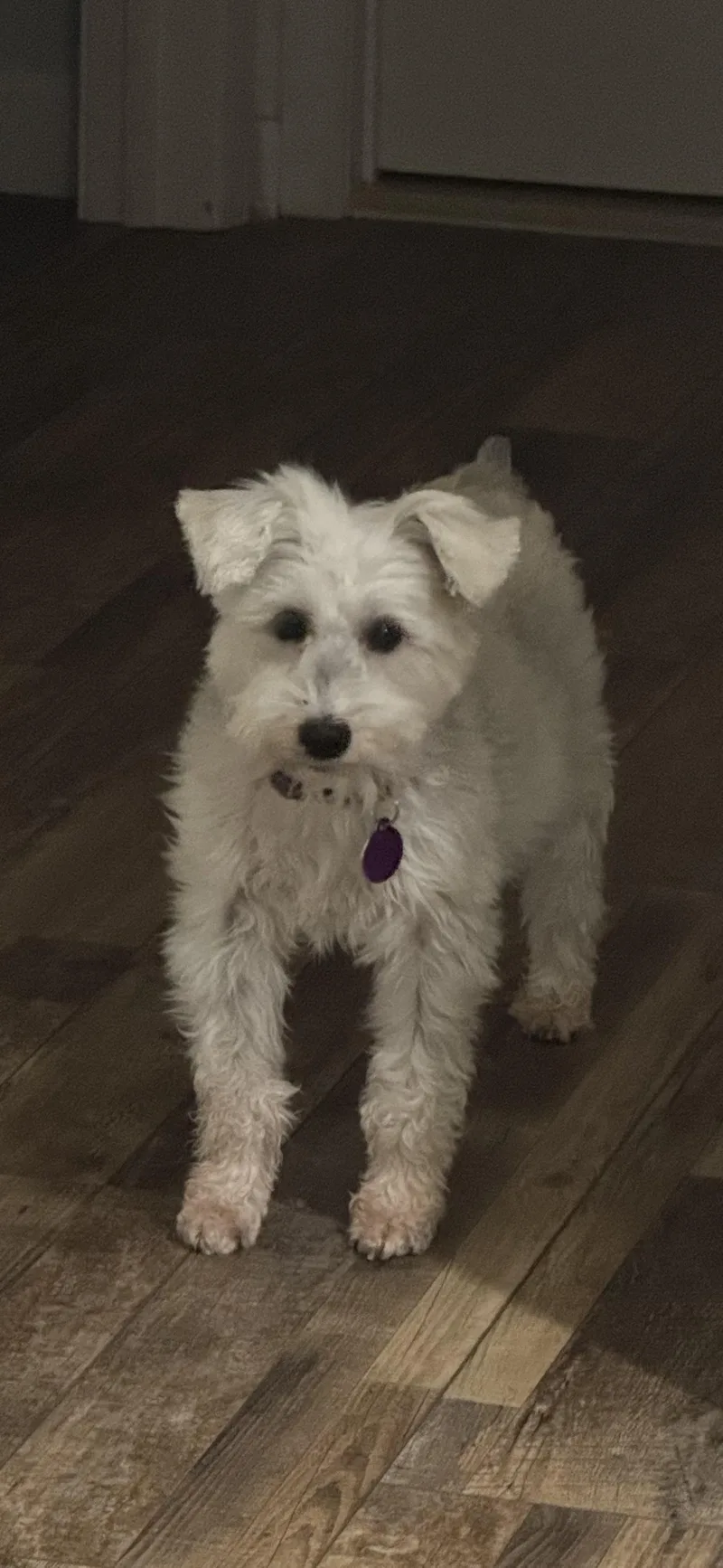 Sophie