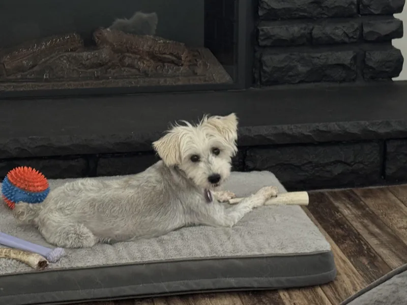 Sophie thumbnail 3