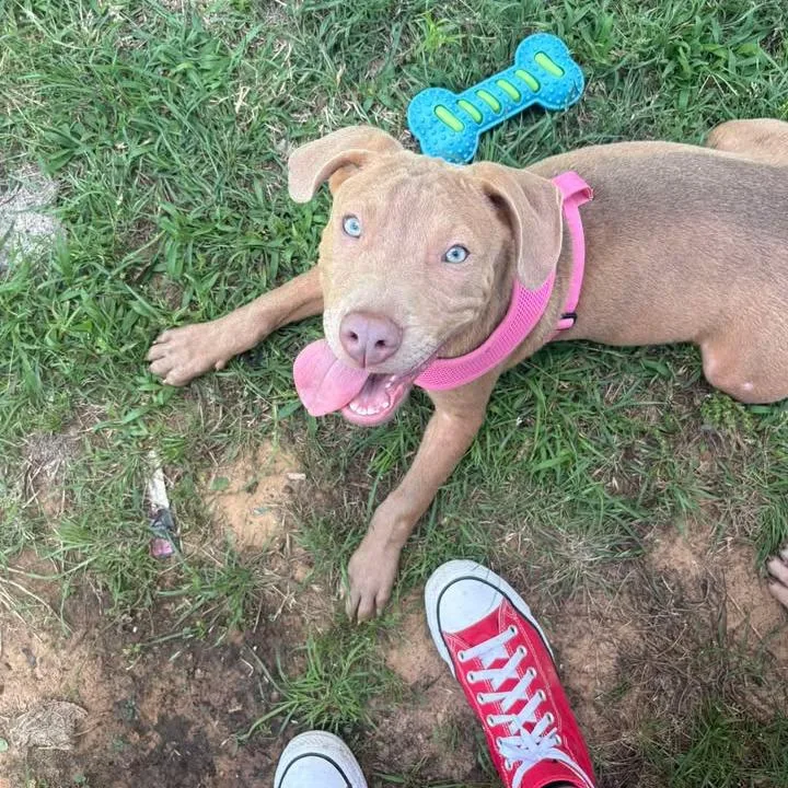 A young medium-sized male Yellow / Tan / Blond / Fawn Pit Bull Terrier dog named Kuatine for adoption in Stephenville, TX