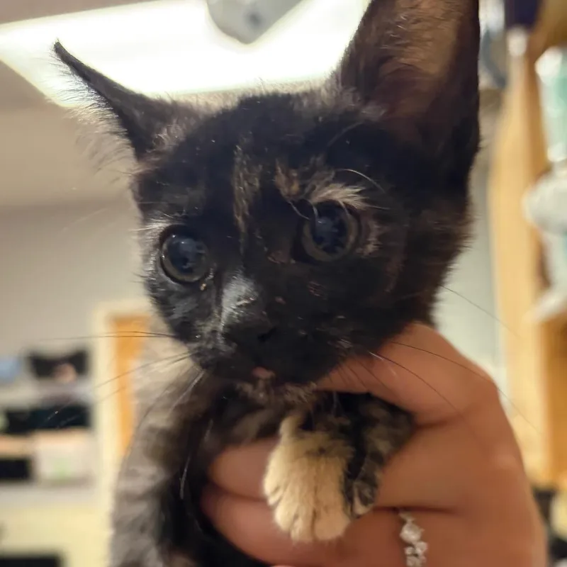 A baby small-sized female Black Domestic Short Hair cat named Wednesday for adoption in Chattanooga, TN