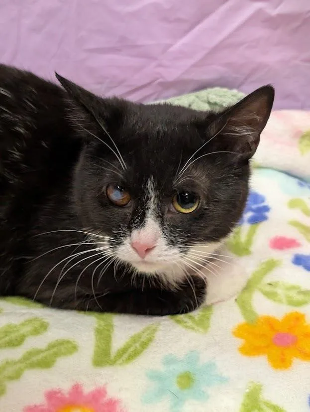 A baby medium-sized male Black & White / Tuxedo Domestic Short Hair cat named Bailey for adoption in Greensboro, NC