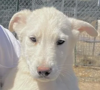 A baby medium-sized male White / Cream Labrador Retriever dog named Snowball for adoption in San Luis, CO
