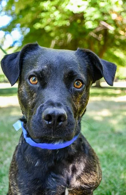 An adult medium-sized male American Staffordshire Terrier dog named Paul for adoption in Yakima, WA