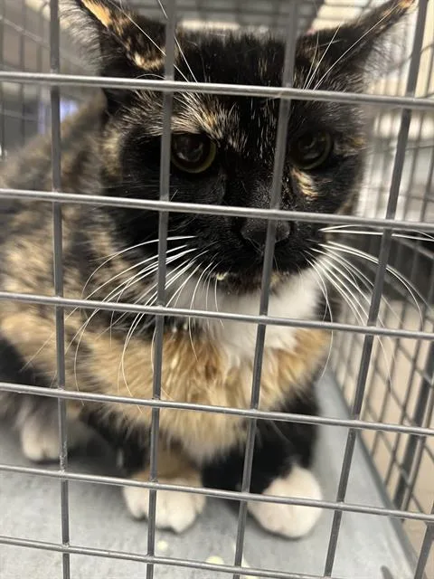 An adult medium-sized female Domestic Short Hair cat named Gracie for adoption in Las Vegas, NV