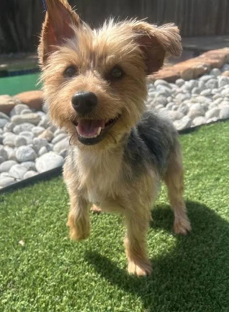 A young small-sized male Yorkshire Terrier dog named Lucky for adoption in Dallas, TX