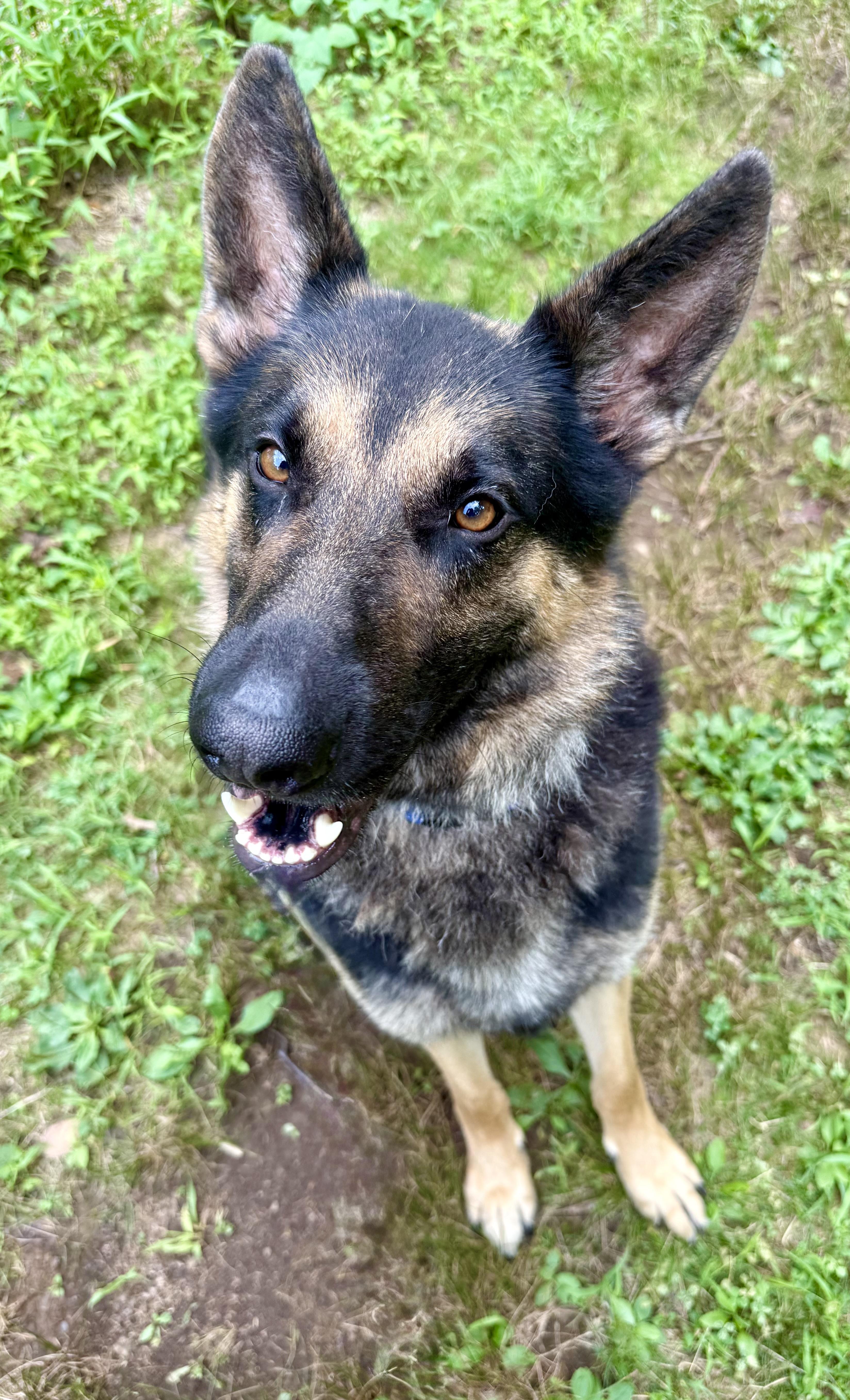 An adult large-sized male Black German Shepherd Dog dog named Roscoe for adoption in Cranford, NJ