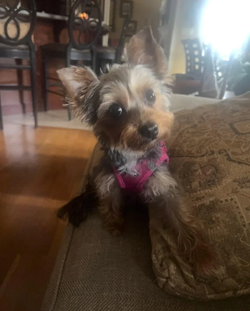 Lucy