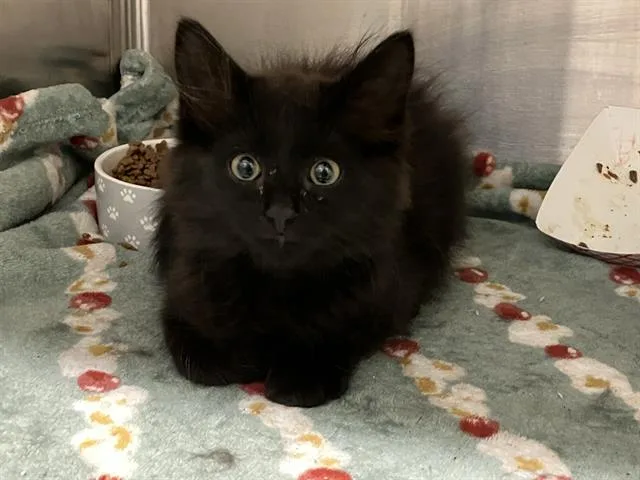 A baby small-sized female Domestic Medium Hair cat named Trixie for adoption in Tustin, CA