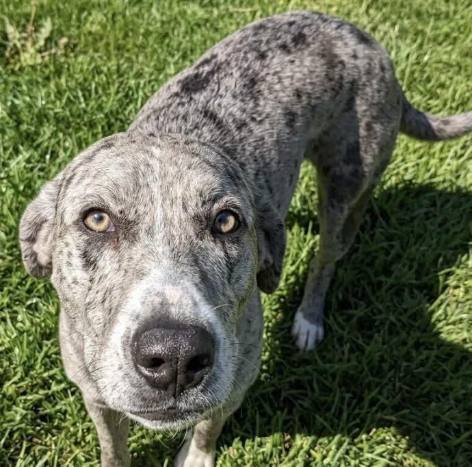 An adult large-sized male Merle (Blue) Catahoula Leopard Dog dog named Clarence for adoption