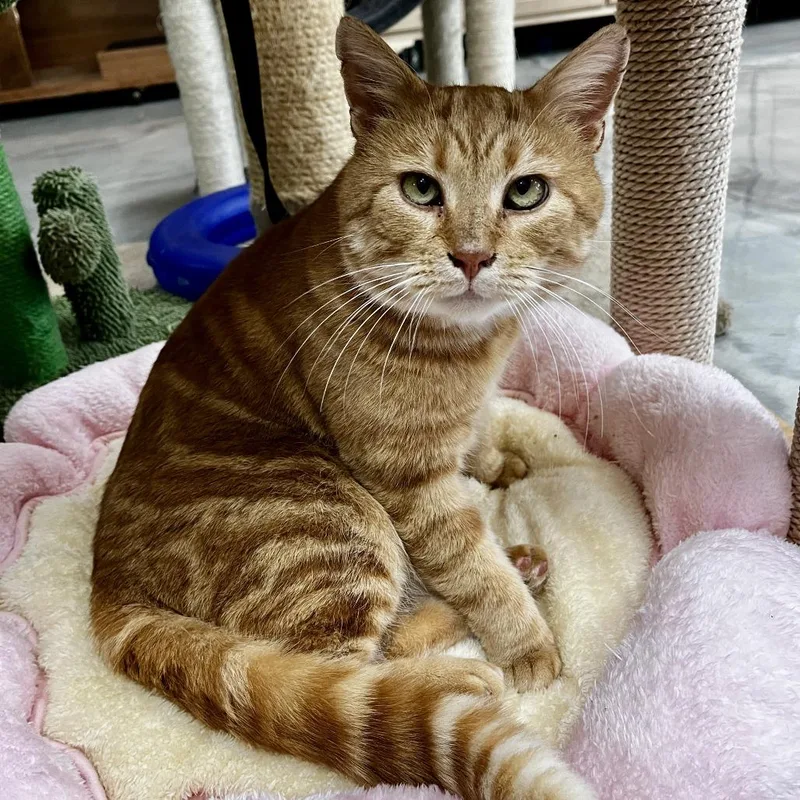 A senior extra large-sized male Orange / Red Domestic Short Hair cat named Leo for adoption in Kennett Square, PA