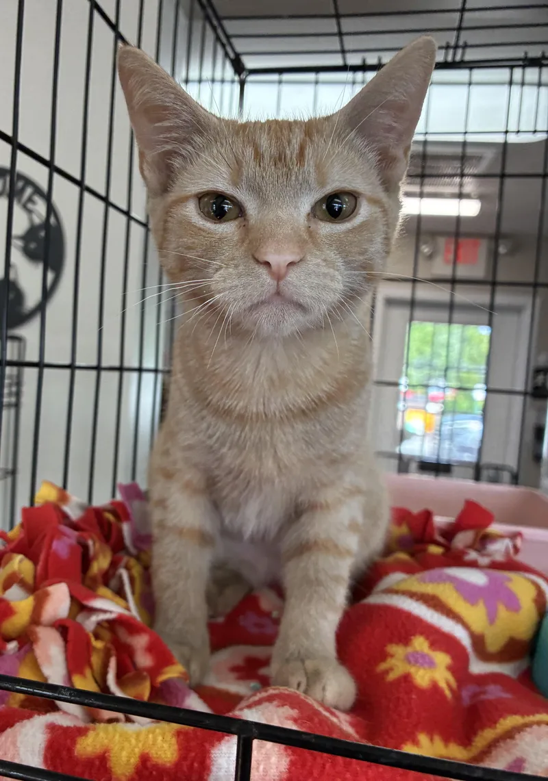 A baby medium-sized female Tabby (Orange / Red) Domestic Short Hair cat named McChicken for adoption in Breinigsville, PA
