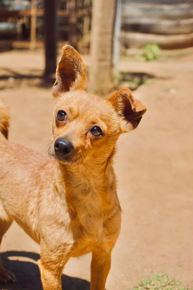 An adult small-sized female Chihuahua dog named Chiquita for adoption in San Diego, CA