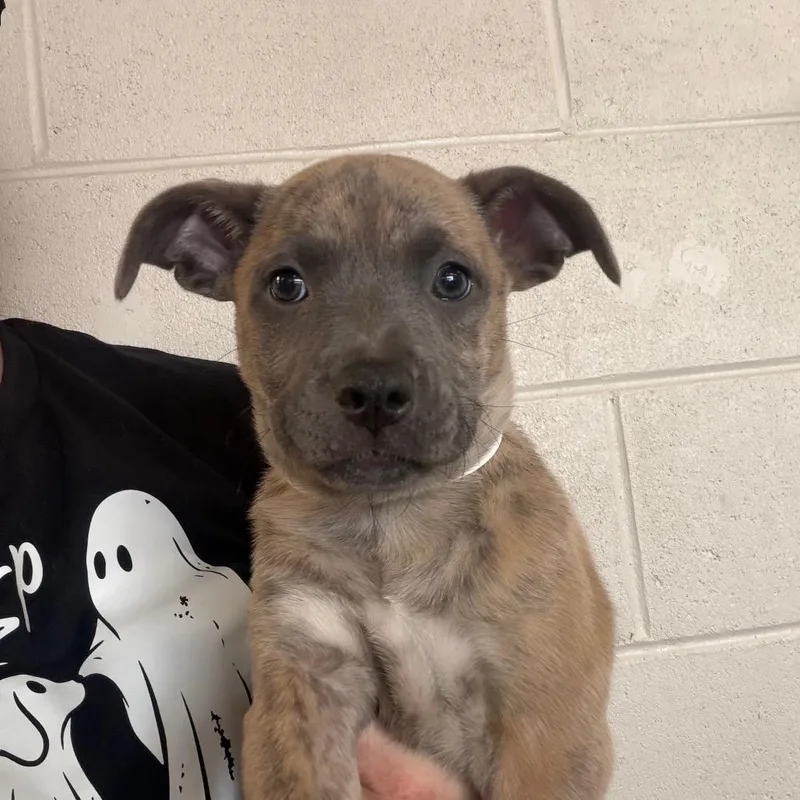 A baby medium-sized female Yellow / Tan / Blond / Fawn Mixed Breed dog named Tia for adoption in DeKalb, IL