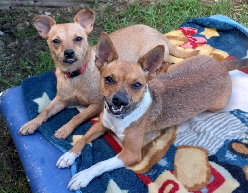 Shybaby In Kentucky thumbnail 2