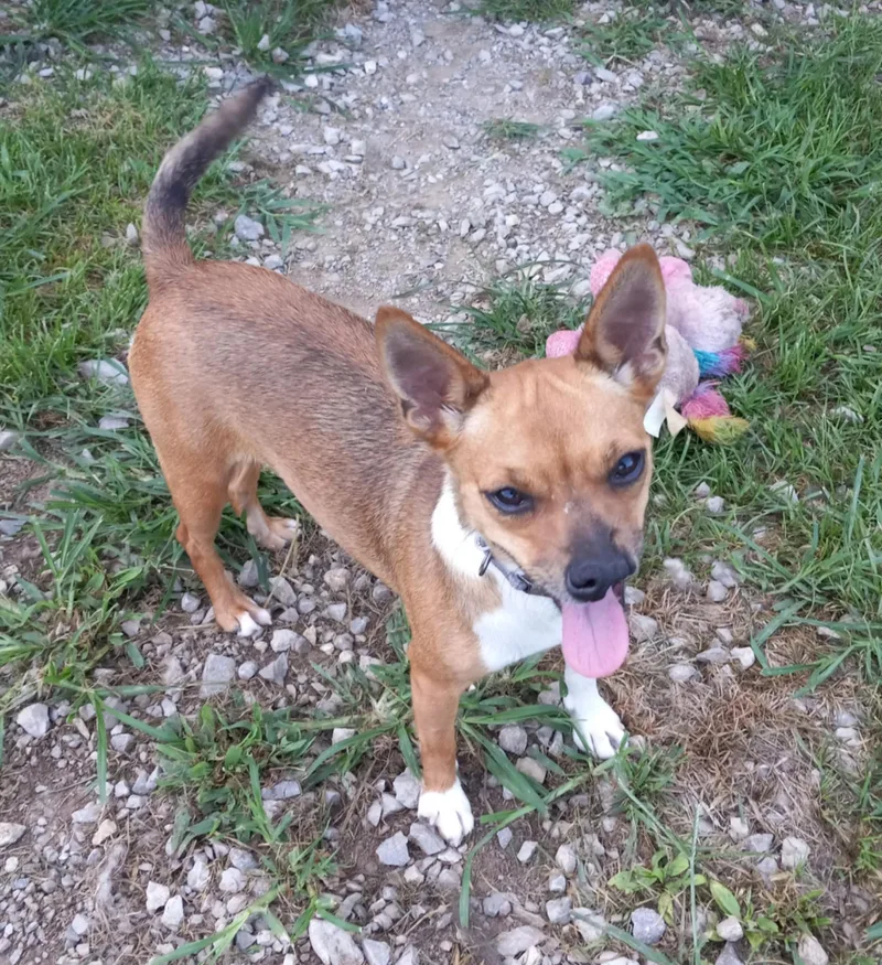 Shybaby In Kentucky thumbnail 5