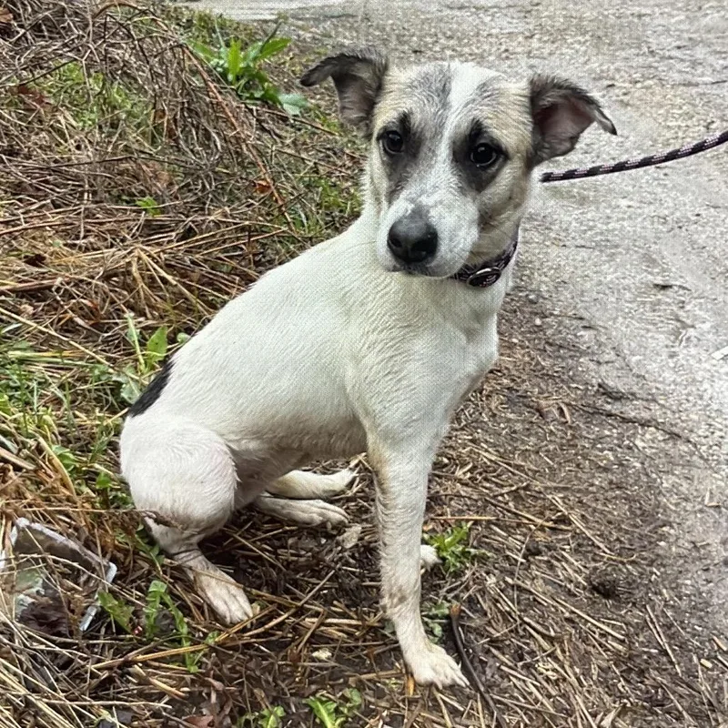 An adult medium-sized female White / Cream Great Pyrenees dog named Bella for adoption in St Joseph, MO