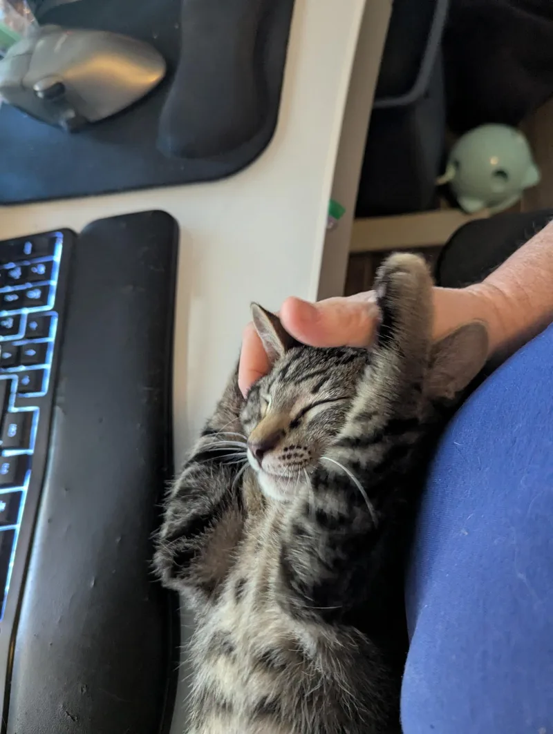 A baby medium-sized female Tabby (Gray / Blue / Silver) Tabby cat named Rowan for adoption in Brentwood, CA