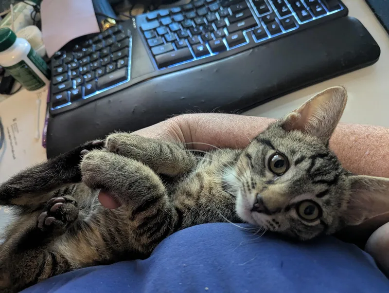 Rowan thumbnail 2