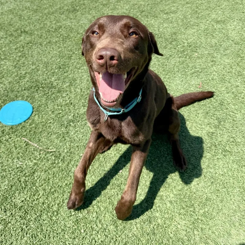 An adult large-sized male Brown / Chocolate Chocolate Labrador Retriever dog named Harley for adoption in Allentown, PA