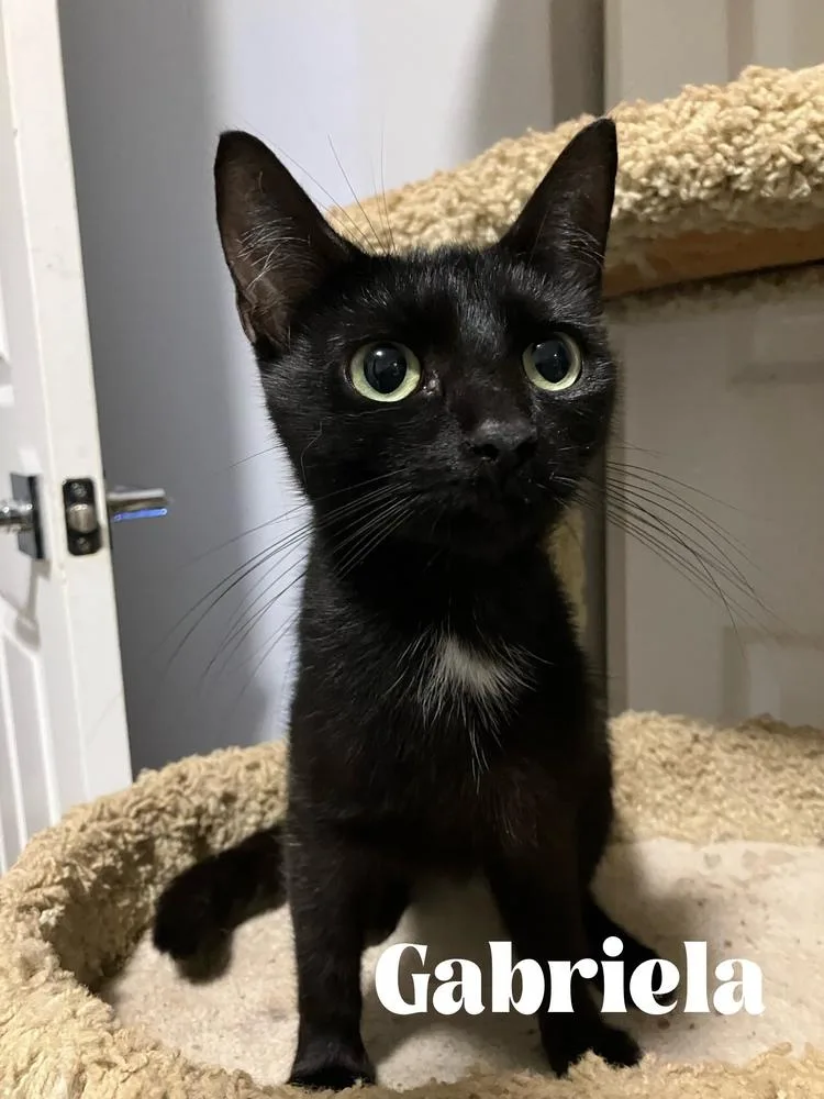 An adult medium-sized female Black & White / Tuxedo Domestic Short Hair cat named Gabriela for adoption in Orlando, FL