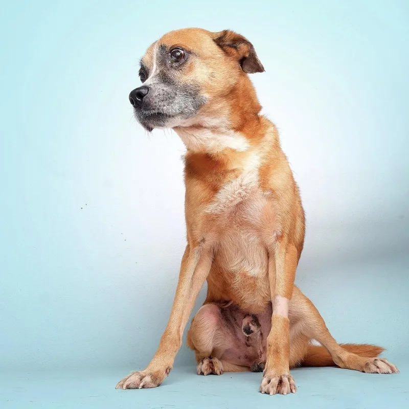 An adult medium-sized male Yellow / Tan / Blond / Fawn Mixed Breed dog named Omega for adoption in Pelham, NH