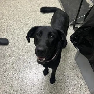 A young medium-sized female Black Labrador Retriever dog named Rosie for adoption in Cedar Rapids, IA