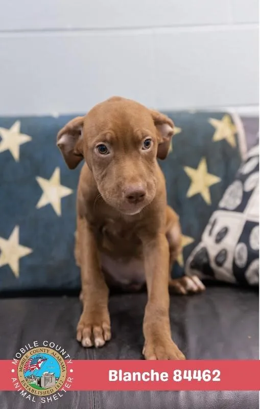 A young medium-sized female Brown / Chocolate Labrador Retriever dog named Blanche for adoption in Mobile, AL