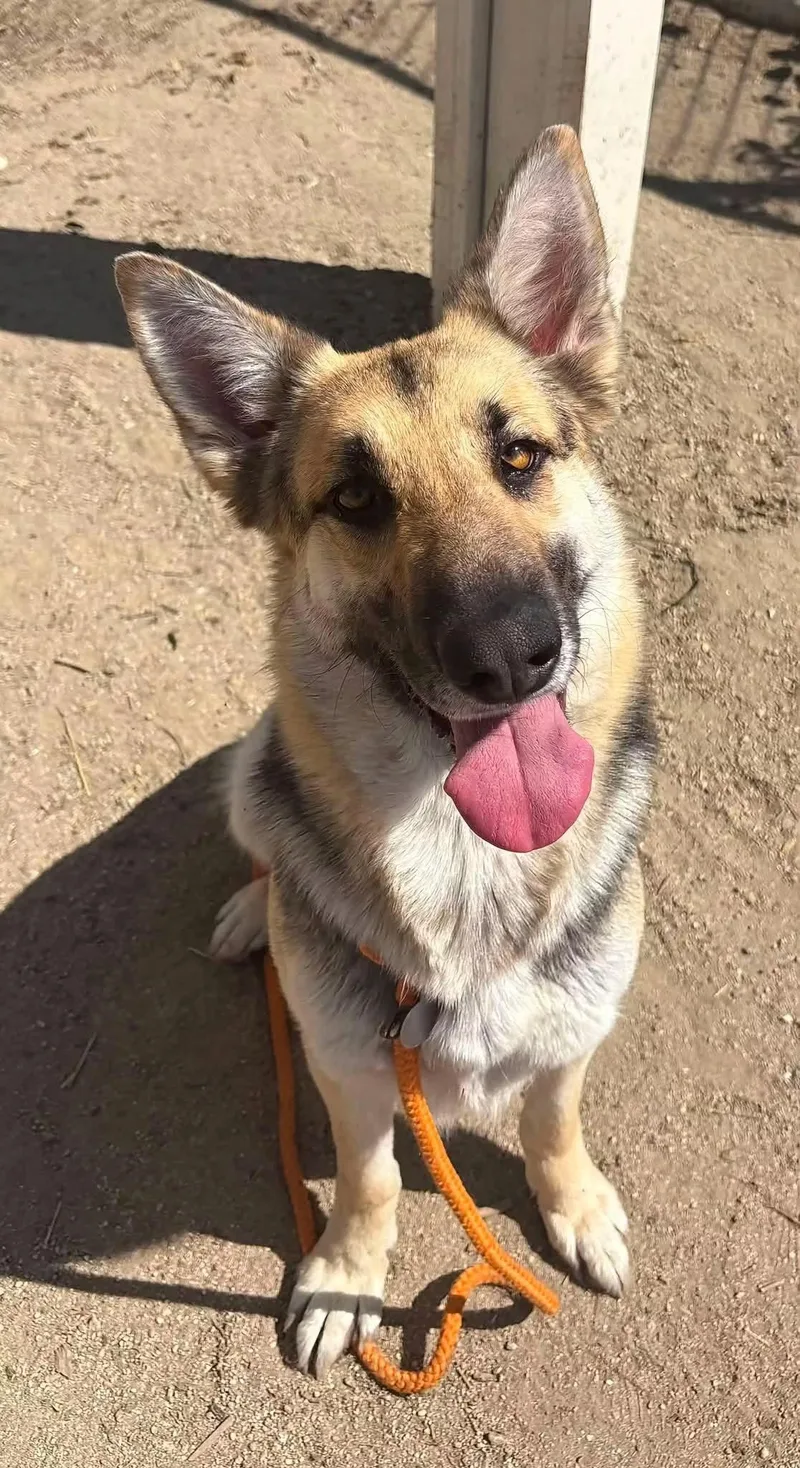 An adult large-sized female German Shepherd Dog dog named Lani for adoption in Jefferson City, MO