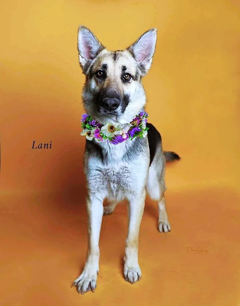 Lani thumbnail 3