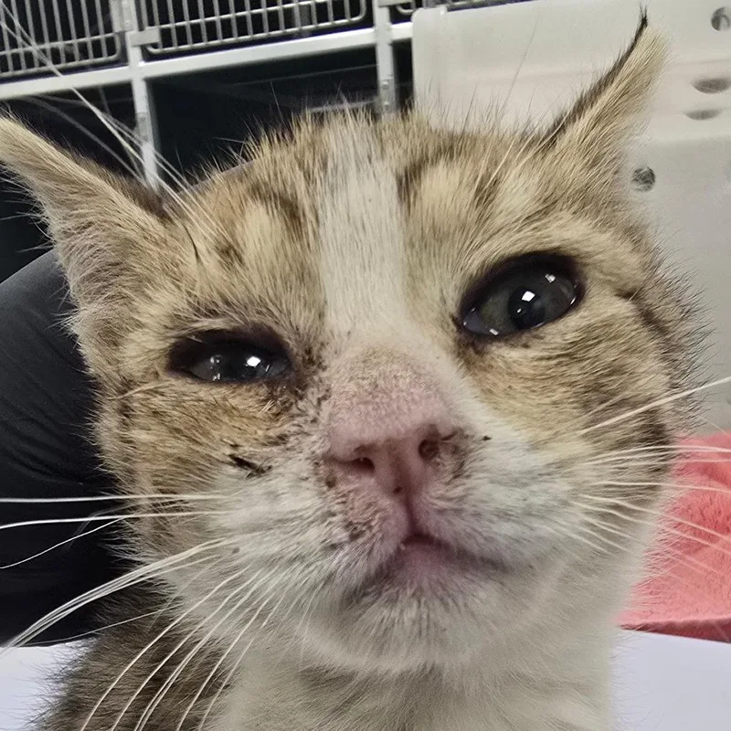 A baby small-sized male Brown / Chocolate Domestic Short Hair cat named Lyric for adoption in Las Cruces, NM