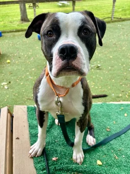 An adult large-sized male Mixed Breed dog named Bruno . for adoption in West Chester, PA