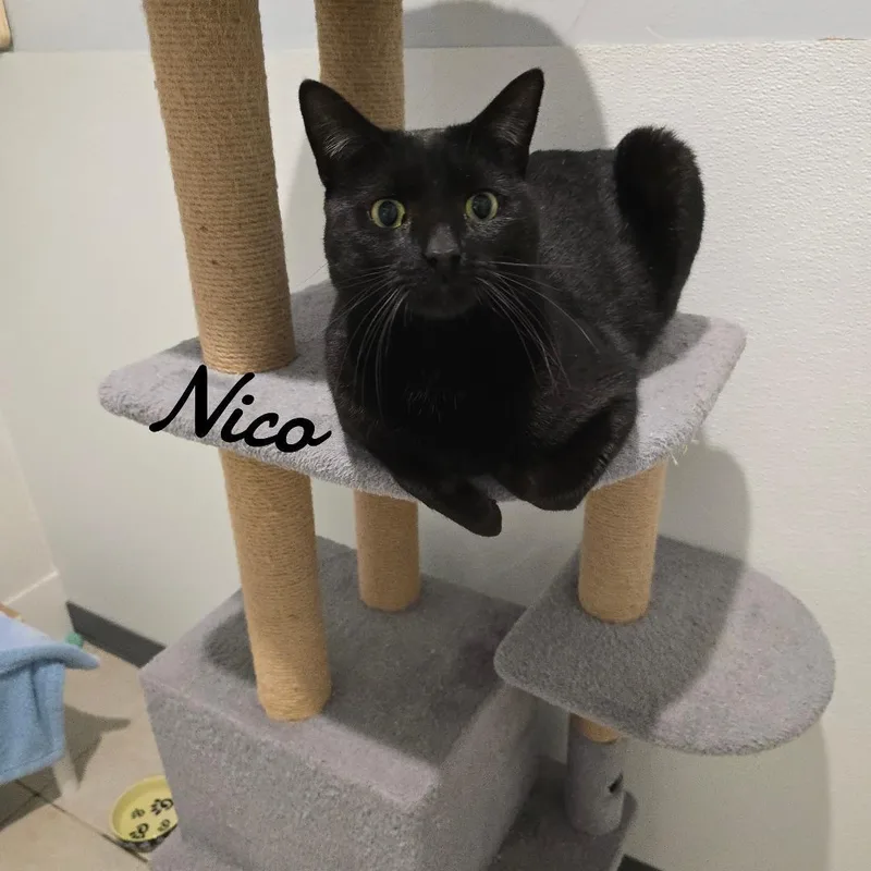 Nico