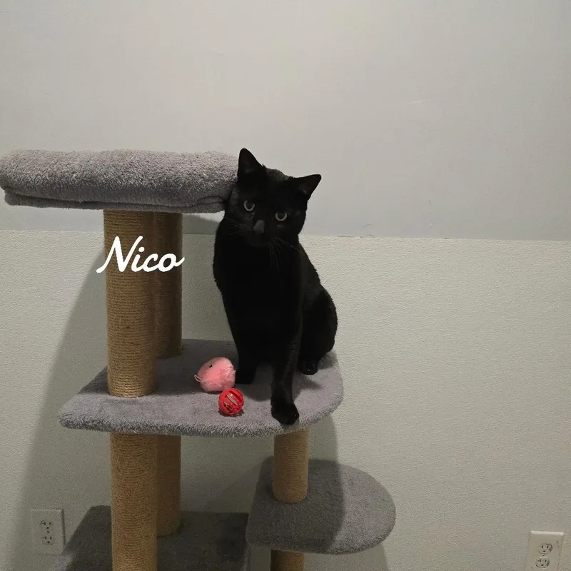 Nico thumbnail 2