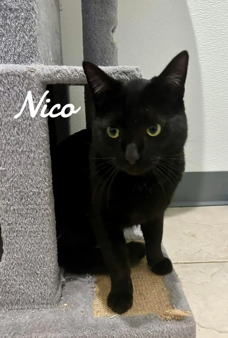 Nico thumbnail 3