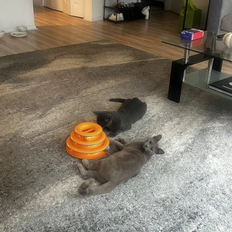 A young medium-sized male Gray / Blue / Silver Domestic Short Hair cat named Breadcrumb for adoption in Evanston, IL