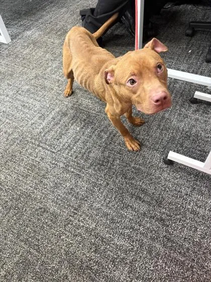 An adult medium-sized male Mixed Breed dog named Milo for adoption in West Chester, PA