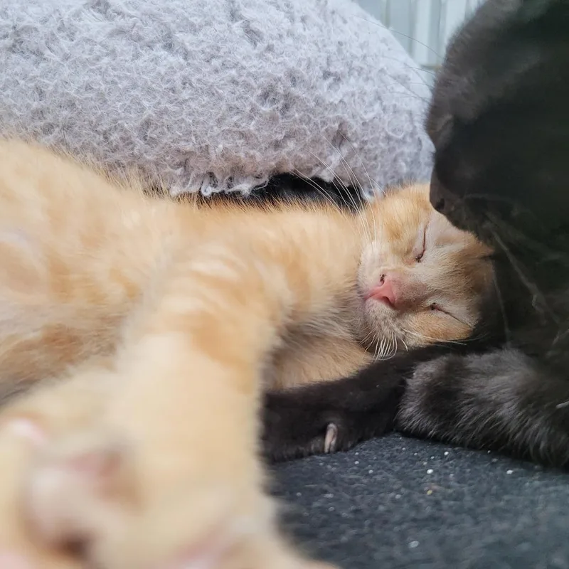 A baby small-sized male Orange / Red Domestic Short Hair cat named Budda for adoption in Duncan, OK