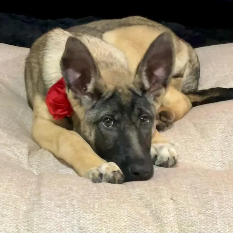 A baby large-sized female Black Shepherd dog named Belle for adoption in Park Forest, IL