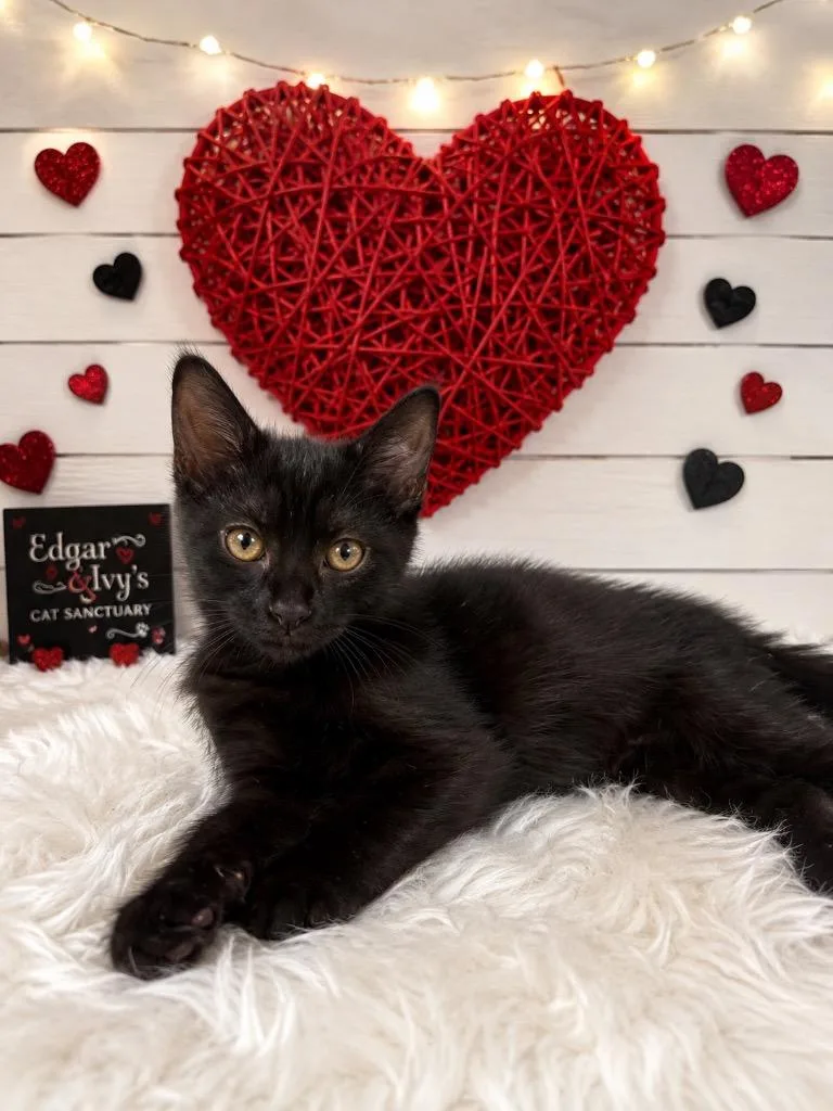 A baby small-sized male Domestic Short Hair cat named Bolt for adoption in Corpus Christi, TX