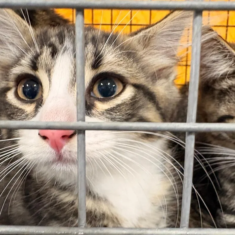 A baby small-sized male Gray / Blue / Silver Domestic Short Hair cat named Daphne for adoption in Newark, NJ