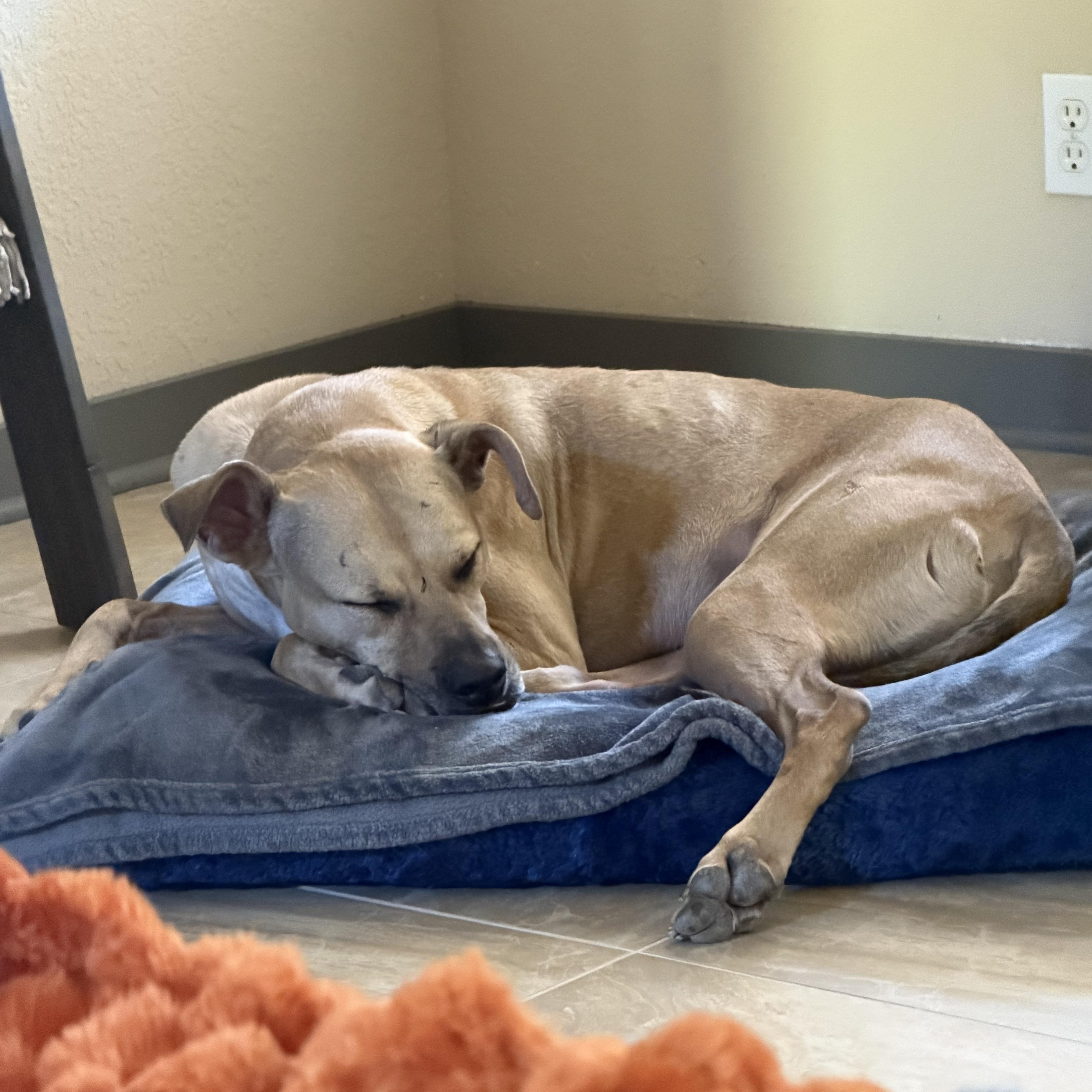 A young large-sized male Black Mouth Cur dog named Goose for adoption in Mico, TX