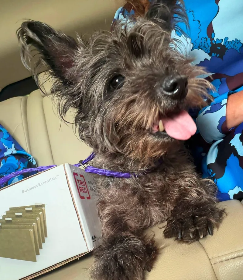 An adult small-sized female Black Yorkshire Terrier dog named Gigi for adoption in Broken Arrow, OK