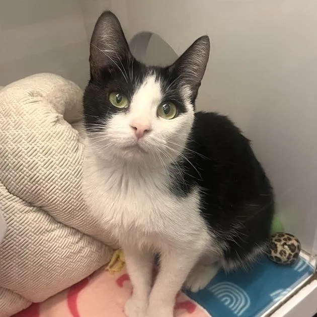 An adult medium-sized female Domestic Short Hair cat named Queen Bee for adoption in Los Angeles, CA