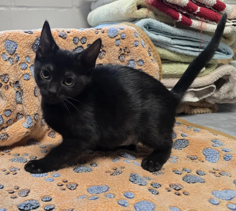 A young small-sized female Black Domestic Medium Hair cat named Aquanette for adoption in Friendswood, TX