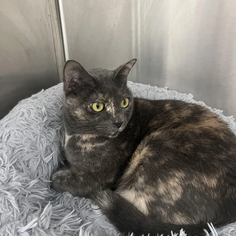 An adult large-sized male Domestic Short Hair cat named Princee And Chica for adoption in Miami, FL