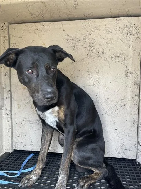 An adult medium-sized male Plott Hound dog named Simon for adoption in Killeen, TX