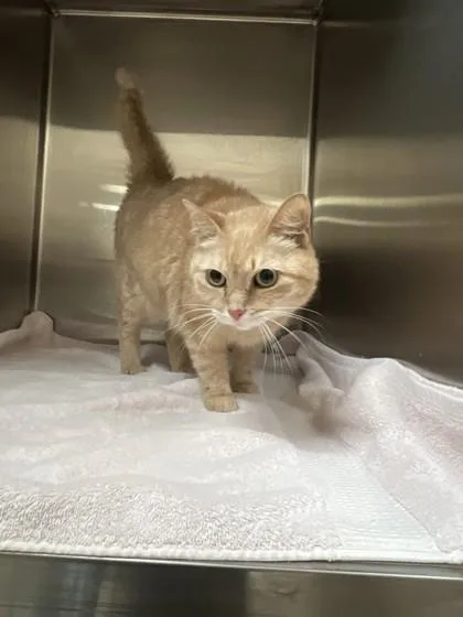 An adult medium-sized female Domestic Medium Hair cat named Peaches for adoption in Farmers Branch, TX