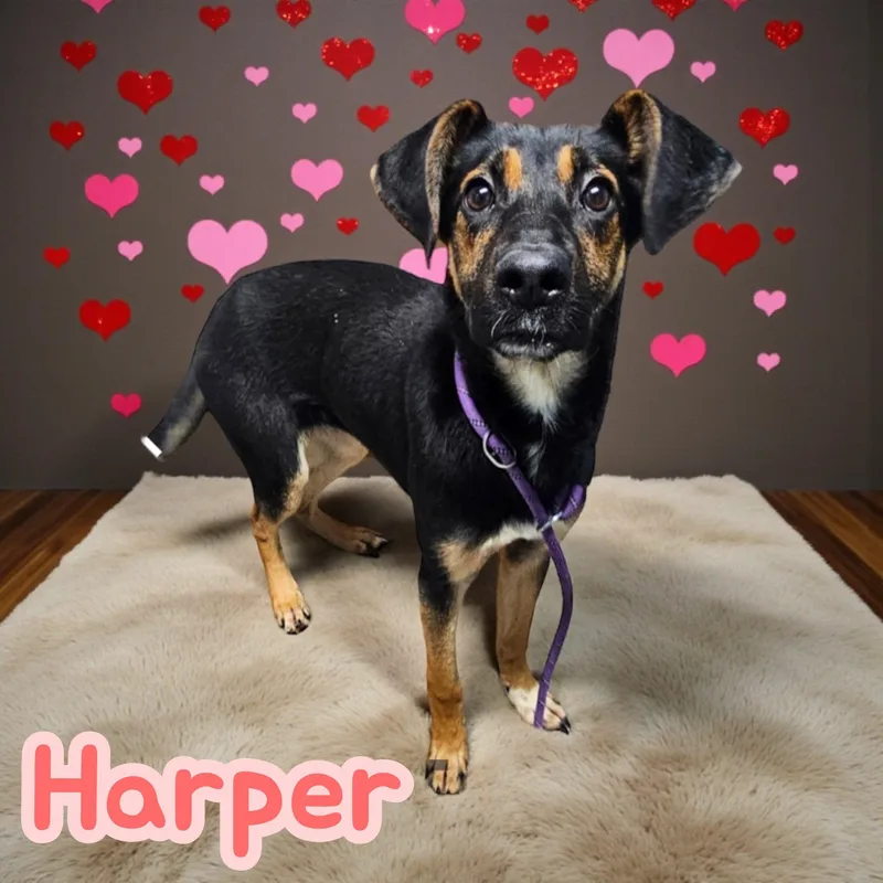 Harper  Dog & thumbnail 2