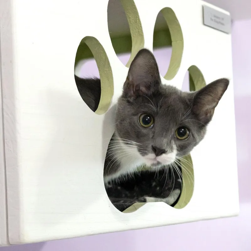 A baby small-sized male Domestic Short Hair cat named Sully for adoption in McKean, PA