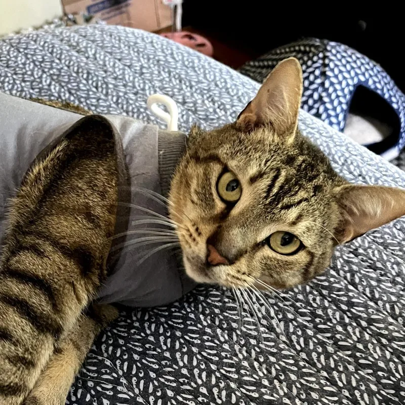 A young small-sized male Brown / Chocolate Domestic Short Hair cat named Sno Cone for adoption in Orlando, FL